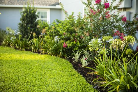 8 Best Native Trees and Plants For Your Central Florida Landscape Florida Plants Landscaping, Florida Trees, Sod Installation, Florida Landscape, Florida Landscaping, Florida Plants, Shady Tree, Street Trees, Landscape Concept