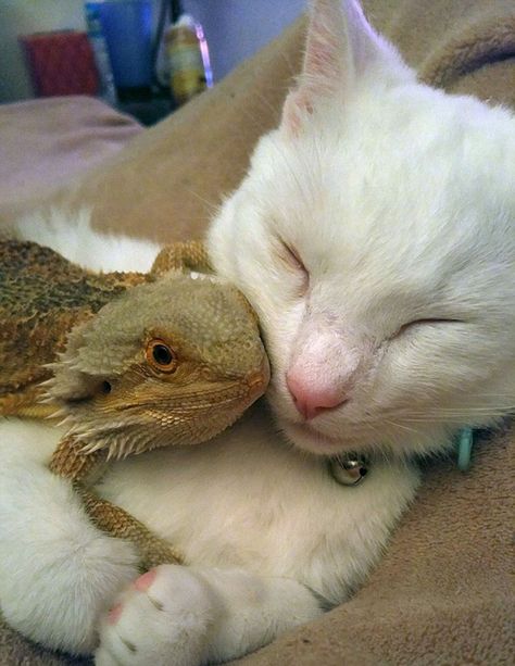 Só pode ser amor... xiça. ... Cat Beard, Baby Bearded Dragon, Bearded Dragon Cute, Dragon Cat, Unlikely Friends, Bulldog Francese, Cute Reptiles, Animals Friendship, Bearded Dragon