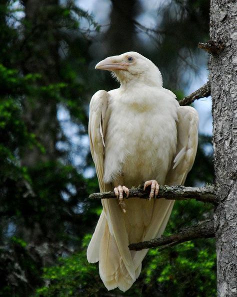 Albino Raven White Raven, White Animals, Crows And Ravens, Albino Animals, Jackdaw, Black Birds, Crows Ravens, The Crow, Pretty Birds