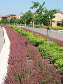 Road Divider Landscape Design, Roadside Landscape Design, Road Median Landscape Design, Median Planting, Median Landscaping, Road Beautification, Road Island, Streetscape Design, Street Trees