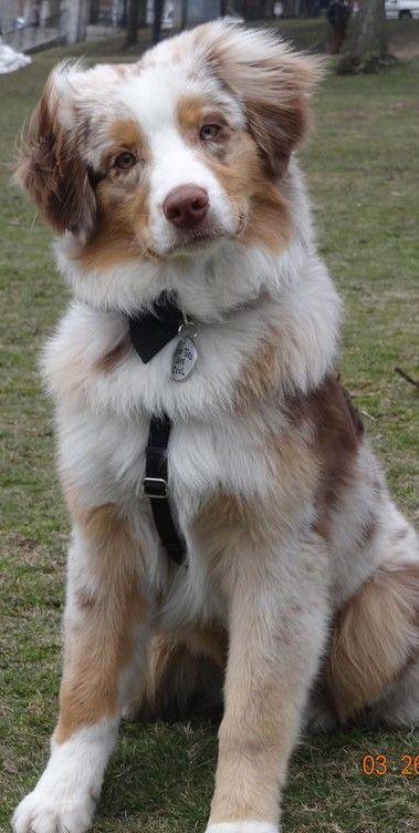 Full Grown Australian Shepherd, Australian Shepard Puppy Aesthetic, Aussie Dogs Australian Shepherd, Red Aussie Shepherd, Aesthetic Australian Shepherd, Astralin Shepherd, Australian Shepherd Puppy Aesthetic, Mini Australian Shepherd Full Grown, Pretty Dog Breeds