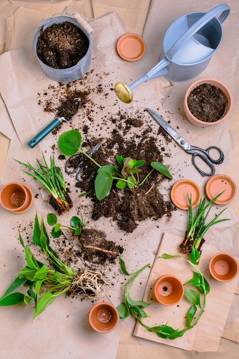 How to Propagate Plants? Cloning Plants, Seed Propagation, Plant Workshop, Propagate Plants, Asparagus Beans, Crop Production, Healing Garden, Plant Propagation, Plant Images