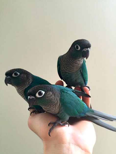 Turquoise Green Cheek Conure, Green Cheeked Conure, Parrot Training, Pet Birds Parrots, Parrot Stand, Conure Parrots, Parrot Pet, Parakeets, Nutrition Guide