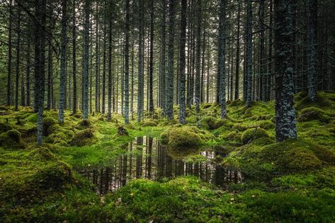 Forest Biome, Boreal Forest, Palm Jumeirah, Biome, Forest Floor, Walk In The Woods, Anatomy Reference, Enchanted Forest, Trees To Plant