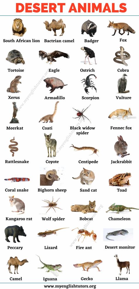 Desert Animals: Top 35+ Animals that Live in the Desert Animals That Live On Land, Animals Names In English, Dessert Animals, Animal Chart, Names Of Animals, Animals Name In English, Animal Infographic, English Knowledge, Cow Cat