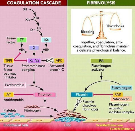 Biology of the Universe (@biologyoftheuniverse) on Instagram: “Coagulation cascade & fibrinolysis  #science #education #biology #biologymajor #biologylovers…” Coagulation Cascade, Medical Laboratory Technician, Nurse Practitioner School, Nursing School Prerequisites, Medical Marketing, Nursing Mnemonics, Nursing Schools, Medical Laboratory Science, Biomedical Science