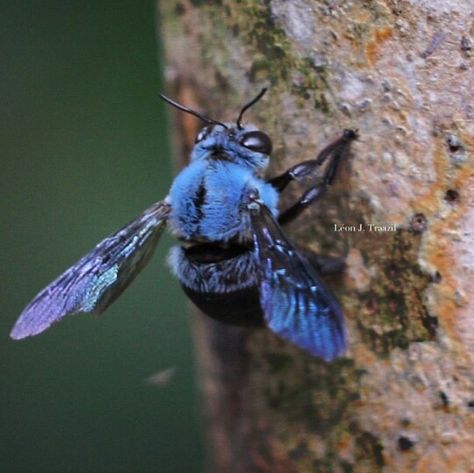 Blue Bumble Bee, Blue Carpenter Bee, Types Of Bees, Cool Insects, Carpenter Bee, I Love Bees, Bees And Wasps, Cool Bugs, Bee Friendly