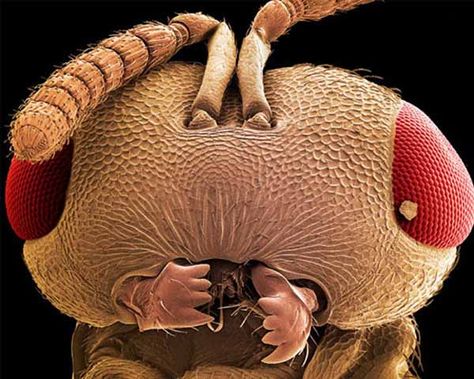 Microscope Pictures, Images Terrifiantes, Electron Microscope Images, Scanning Electron Microscope, Bug Images, Foto Macro, Pictures Of Insects, Insect Photos, Scanning Electron Micrograph