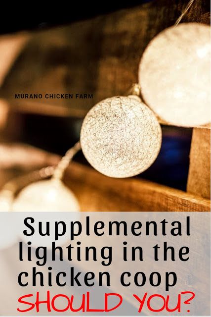 Should you supplement the lighting in your chicken coop this winter? Chicken Coop Lighting Ideas, Chicken Coop Winter, Inside Chicken Coop, Chickens In The Winter, Chicken Care, Urban Chickens, Backyard Chicken Farming, Raising Backyard Chickens, Egg Production