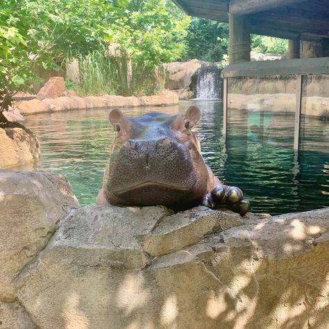 Hippo at Cincinnati Zoo & Botanical Garden Fiona The Hippo, Zoo Pictures, Cincinnati Zoo, Cute Hippo, Zoo Babies, Toddler Accessories, Funny Wallpaper, Cincinnati Ohio, Hippopotamus