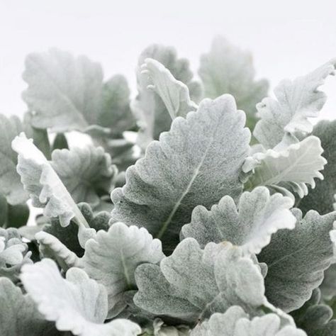 Dusty miller Miller House, Dusty Miller, House Plant, Cut Flowers, Wedding Season, Winter Wedding, Bridal Bouquet, Floral Wedding, Plant Leaves