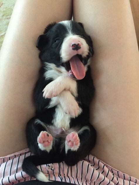 Border Collie X Husky, Baby Border Collie, Border Collie Herding, Border Collie Names, White Border Collie, Border Collie Puppies, Collie Puppies, Herding Dogs, Border Collies