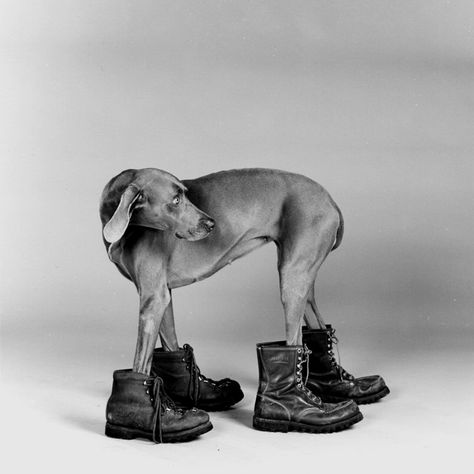 William Wegman, Weimaraner Dogs, Dog Boots, Man Ray, Weimaraner, White Dogs, Dog Photography, Dog Photos, Mans Best Friend