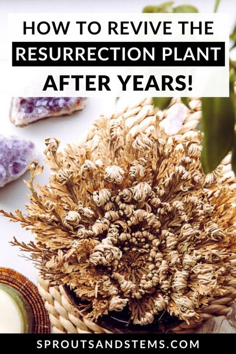 Resurrection Plant: True or False Rose of Jericho? | Sprouts and Stems Jericho Rose, Resurrection Plant, Houseplant Tips, Rose Of Jericho, Easy Care Houseplants, True Or False, Plant Propagation, Low Light Plants, The Resurrection