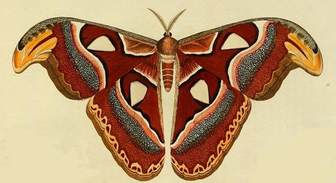 Attacus Atlas, Moth Drawing, Atlas Moth, Copyright Free Images, Antique Botanical Print, Cool Bugs, Moth Tattoo, Bug Art, Insect Art