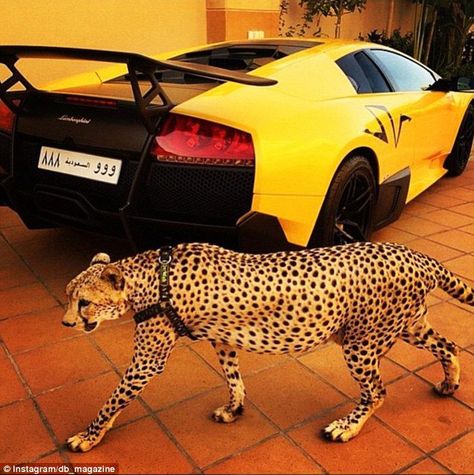 People are Obsessed with Using Cheetahs as a Status Symbol– Why It Needs to Stop Arab Money, Birthday Colors, Lux Cars, Swag Men, Luxury Pet, Fancy Cars, Cheetahs, المملكة العربية السعودية, Rich Kids