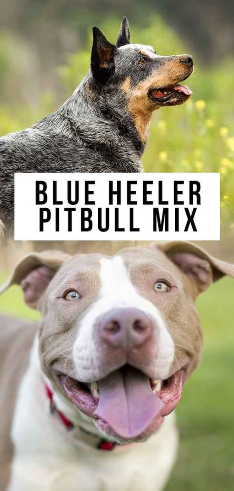 Pit Heeler, Blue Heeler Puppy Names, Red Pitbull, Pitbull Mix Breeds, Bully Blue, Red Heeler Dog, Pitbull Mix Puppies, Heeler Mix Dogs, Blue Pitbull