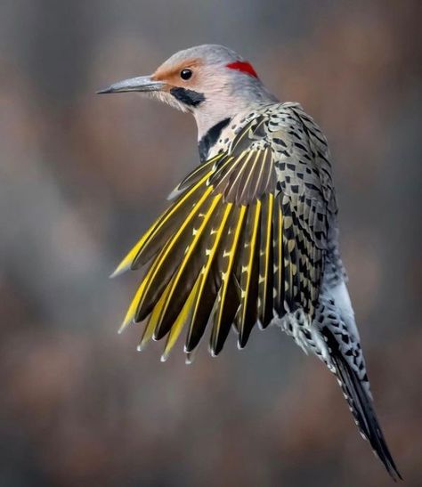 World Birds Photography | Northern Flicker | Facebook Dallas Cowboys Images, Cowboy Images, Color Songs, Northern Flicker, World Birds, Different Birds, State Birds, Bird Wings, Bird Watcher