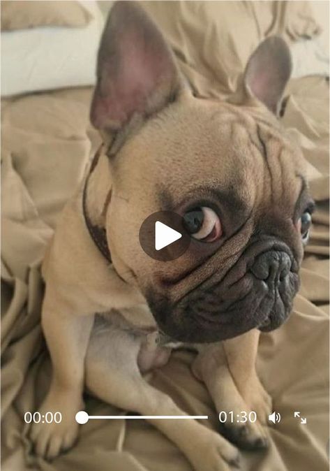 Blue Frenchie, Frenchie Bulldog, Frenchie Puppy, French Bulldog Puppy, French Bulldog Puppies, Funny Dog Videos, Dog Sledding, Funny Animal Memes, Shelter Dogs