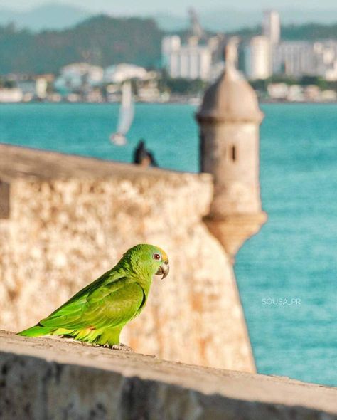 Viejo San Juan, Puerto Rico 🦜 ? El Morro San Juan, Viejo San Juan Puerto Rico, Puerto Rico Island, Puerto Rico Trip, Puerto Rico Vacation, Puerto Rican Culture, Old San Juan, San Juan Puerto Rico, Island Living