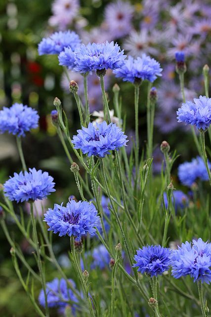 Centaurea cyanus - Korenbloem (eenjarig, zaaien in apr-mei (zandige grond), bloei jun-aug, 40-60 cm). Cut Flower Garden, Blue Garden, Trendy Flowers, Edible Flowers, Arte Floral, Flower Farm, Shade Garden, Love Flowers, My Flower