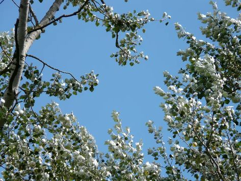 White Poplar Tree, White Poplar, Poplar Tree, Plants Uk, White Plants, Silver Leaves, Hades And Persephone, Nice Pictures, Silver Tree