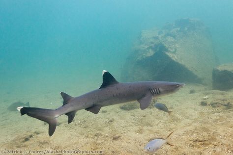 White Tipped Reef Shark, Shark Refrences, Galapagos Tattoo, White Tip Reef Shark, Oceanic White Tip Shark, Aquarium Painting, White Tip Shark, Shark Photography, Silly Shark