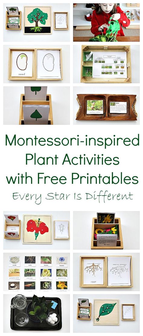 Montessori-inspired plant learning activities with free printables. Montessori Themes, Montessori Trays, Montessori Science, Montessori Printables, Plants Unit, Montessori Elementary, Plant Activities, Montessori Lessons, Montessori Diy