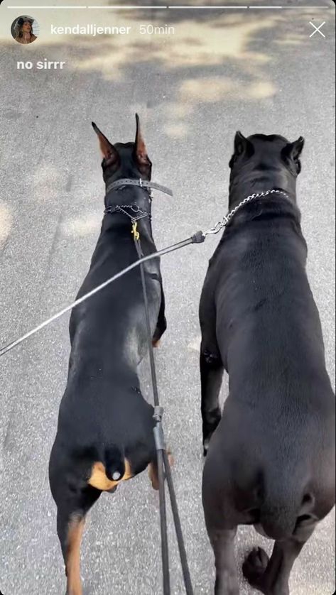 Perro Doberman Pinscher, Kily Jenner, Big Dog Breeds, Corso Dog, Dog Mommy, Scary Dogs, Doberman Dogs, Cute Funny Dogs, Cute Dogs And Puppies