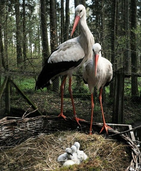 Stork Family Kinds Of Birds, Wildlife Park, Big Bird, Pretty Birds, Colorful Birds, Wild Birds, Bird Watching, 귀여운 동물, Love Birds