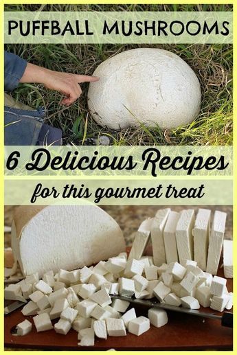 Puffball Mushroom, Edible Wild Mushrooms, Mushroom Benefits, Wild Food Foraging, Foraging Recipes, Mushroom Recipe, Foraged Food, Edible Mushrooms, Gourmet Treats