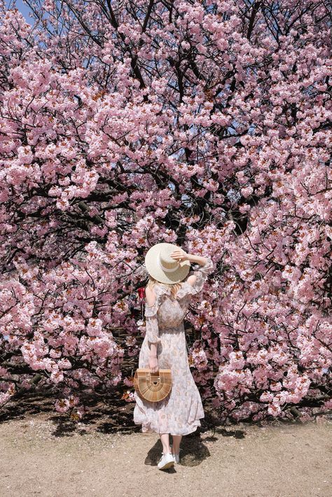 Shinjuku Gyoen park, Tokyo - Full Bloom Sakura  | Cherry Blossoms, Japan | Pink Spring cherry blossoms | A complete guide to the Cherry Blossoms in Japan Travel Outfit Japan, Cherry Blossom Outfit, Spring Outfits Japan, Cherry Blossom Pictures, Shinjuku Gyoen, Japan Spring, Japan Cherry Blossom, Cherry Blossom Japan, Sakura Bloom