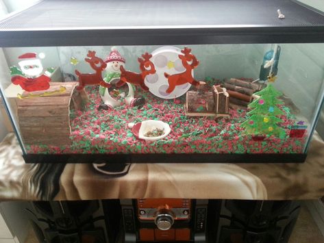 Christmas themed hamster cage/aquarium Christmas Hamster Cage, Hamster Christmas, Hamster Tank, Christmas Hamster, Gerbil Cages, Hamster Habitat, Hamster Cages, Rat Cage, Bunny Room