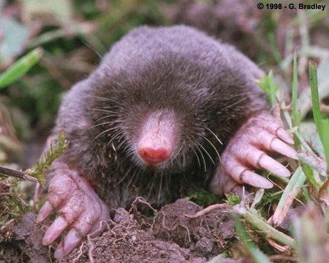 European Mole, Identify Plant, Plant Problems, Rare Animals, Animal Wallpaper, Koala Bear, Mole, Animal Photography, Koala