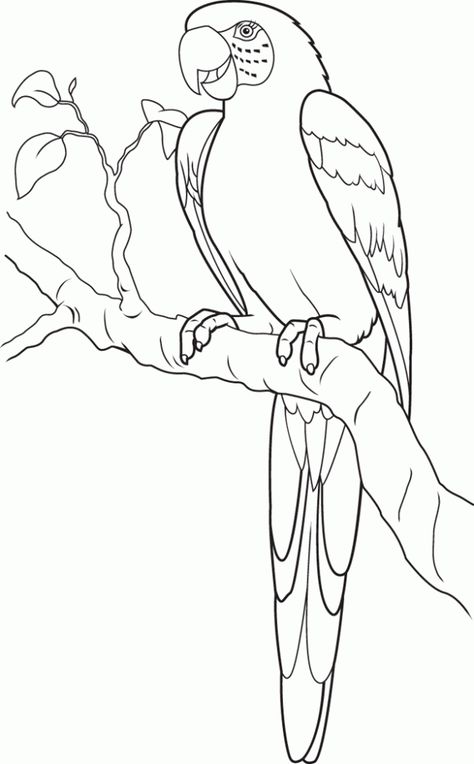 Parrot Coloring Pages For Kids Parrot Drawing, Parrots Art, Macaw Parrot, Bird Coloring Pages, Online Coloring Pages, Art Drawings For Kids, Bird Drawings, Animal Coloring Pages, Coloring Book Pages