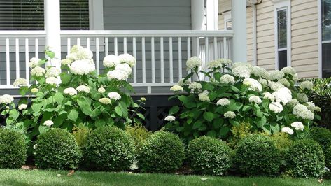 Large Boxwood Landscaping, Bushes For Front Of House, Foundation Plants, Boxwood Landscaping, Hydrangea Landscaping, Porch Landscaping, House Foundation, Front Yard Garden Design, Foundation Planting