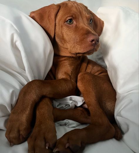 Hungarian Vizsla Puppy, Hungarian Dog, Weimaraner Puppies, Hungarian Vizsla, Vizsla Dogs, Vizsla Puppy, Labrador Retriever Puppies, Vizsla Puppies, Beautiful Dogs