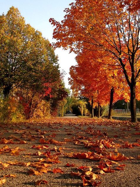 Kristina Webb, Landscape Autumn, Autumn Walk, Autumn Scenes, Autumn Scenery, Autumn Beauty, Fall Pictures, Autumn Landscape, Autumn Cozy