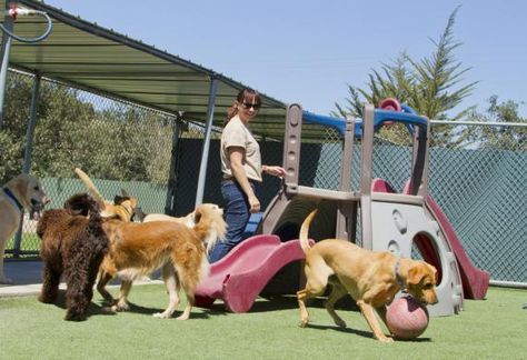 8 Signs of a Bad Boarding Kennel | petMD Dog Boarding Business, Dog Boarding Ideas, Pet Daycare, Dog Boarding Facility, Dog Boarding Kennels, Dog Illnesses, Pet Resort, Dog Insurance, Pet Hotel