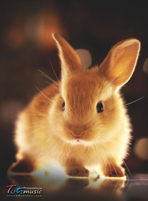 Brown Rabbit, Bunny Pictures, Baby Bunnies, Sweet Animals, Cute Creatures, Animal Photo, Cute Little Animals, 귀여운 동물