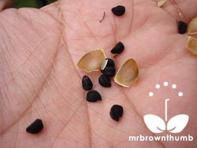 black morning glory seeds, how to collect morning glory seeds Black Morning Glory, Morning Glory Seeds, Morning Glory Vine, Garden Vines, Plant Hacks, Garden Design Layout, Seed Saving, Porch Garden, Container Garden