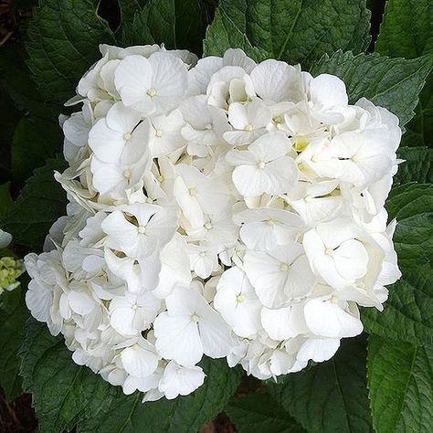 Name: Magical Pearl (Hydrangea macrophylla 'Napo') Hydrangea type: Bigleaf Growing conditions: Grow in part sun and afternoon shade. Size: 3 to 4 feet tall and wide Moon Gardens, Deadheading Flowers, Big Leaf Hydrangea, Bigleaf Hydrangea, Hydrangea Varieties, Types Of Hydrangeas, Smooth Hydrangea, Hydrangea Arborescens, Hydrangea Quercifolia