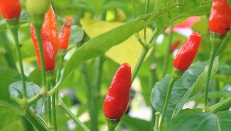 Chili Pepper Plant, Hawaiian Chili, Produce Garden, Food Forest Garden, Types Of Peppers, Tropical Food, Edible Seeds, Organic Home, Hawaii Homes