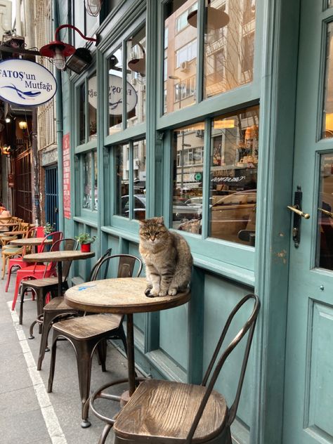 Istanbul Cats Aesthetic, Istanbul Street Photography, Turkey Aesthetic Istanbul, Cats In Turkey, Turkey Travel Aesthetic, Turkey Istanbul Aesthetic, Turkey In Winter, Cat Cafe Aesthetic, Istanbul In Winter