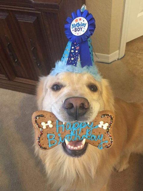 Happy 3rd birthday, Brody! Dog 3rd Birthday, Dog Birthday Pictures, 3rd Birthday Pictures, Dog Birthday Cake Recipe, Dog First Birthday, Happy 3rd Birthday, Dog Grooming Shop, Happy Birthday Dog, Dog Birthday Cake