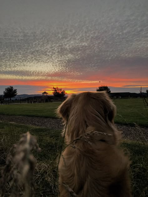 Walking Golden Retriever Aesthetic, Golden Retriever Aesthetic, High Intelligence, Perros Golden Retriever, Ideal Family, Reading Guide, Dog Remedies, Really Cute Dogs, Cute Dog Pictures