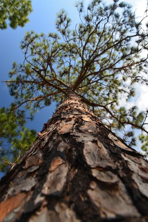 Longleaf Pine, Bald Cypress, Pine Trees Forest, Conifer Trees, Vacation Goals, Arbour Day, Nottingham Forest, Forest Garden, Ancient Tree