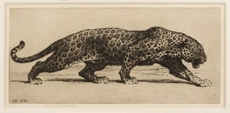 Big Cats Art, Animal Sketches, Arte Fantasy, Wildlife Art, Antique Prints, A Drawing, Animal Illustration, Big Cats, Cat Art