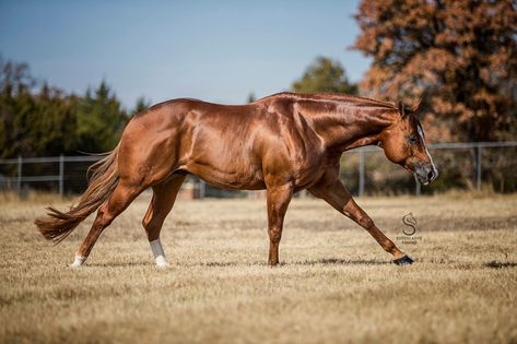 Canter Horse Cantering, Horses Chestnut, Aqha Horses, Ranch Riding, Horse Poses, Western Horses, Reining Horses, Pony Breeds, Horses Running