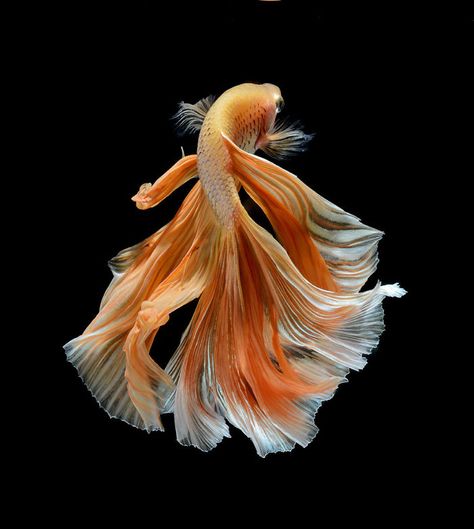 This Thai Photographer Captures Aquarium Fish Like No Other Underwater Beauty, Kolam Koi, Ikan Air Tawar, Fauna Marina, Beta Fish, Exotic Fish, Beautiful Fish, Aquascaping, Colorful Fish